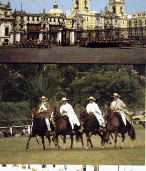 Peruvian Paso